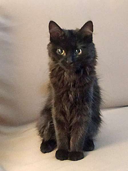 Маленькое чудо Яшенька,милейший черный котенок в добрые руки