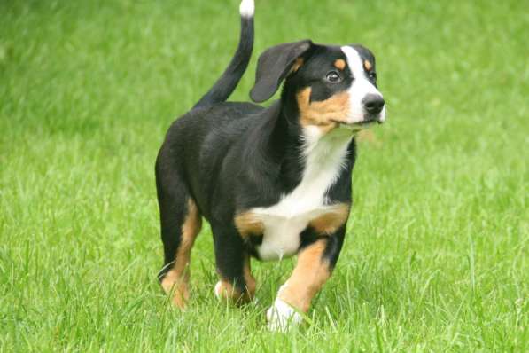 ЭНТЛЕБУХЕР ЗЕННЕНХУНД ЩЕНОК в Москве фото 12