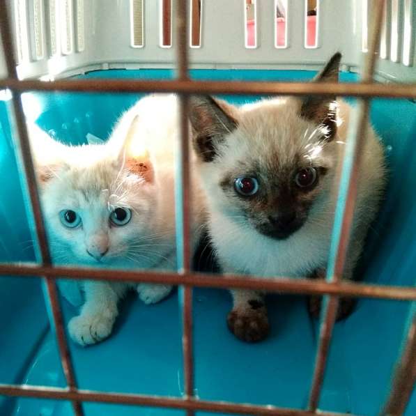 Голубоглазые котята ищут дом в Жуковском