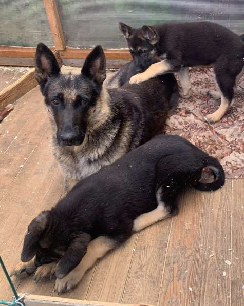 Щенки ВЕО с документами в Санкт-Петербурге фото 18