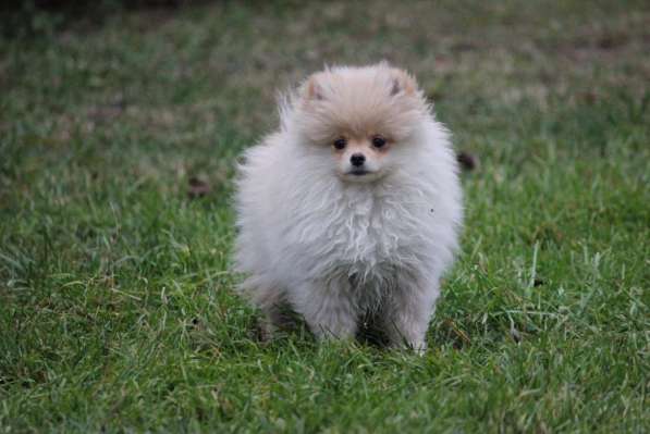 Pomeranian / FCI / Puppy / Pedigree в фото 4