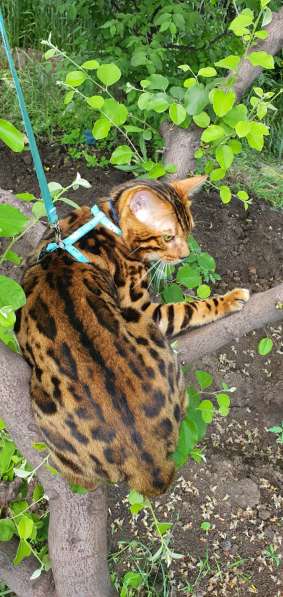 Бенгальские котята, шикарная кошечка, документы WCF, питомн в фото 9