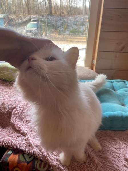 Белый, пушистый и очень ласковый кот в Санкт-Петербурге фото 11
