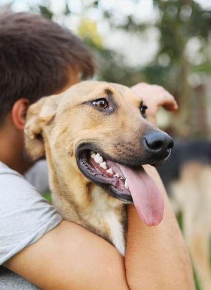 Ищу Дом для Скуби Ду в Москве фото 12