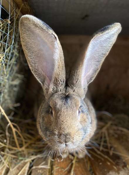 Кролики Гиганты Немецкий, Бельгийский Великан в Брянске фото 11