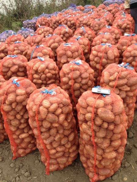 Продаем картофель Гала, Ред Леди от 20 тонн в Далматово