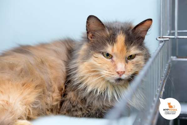 Спокойная Янтария мечтает о тихом домашнем счастье