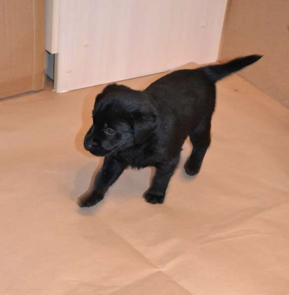 Чистопородные щенки лабрадора в Москве