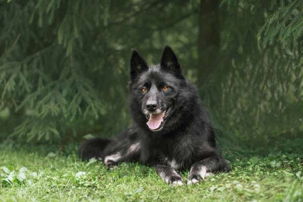 Черныш в самые любящие и ответственные ручки