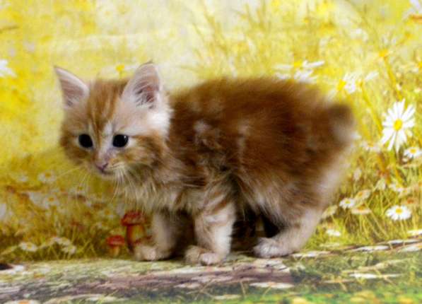 Курильский бобтейл мальчик в Москве фото 3