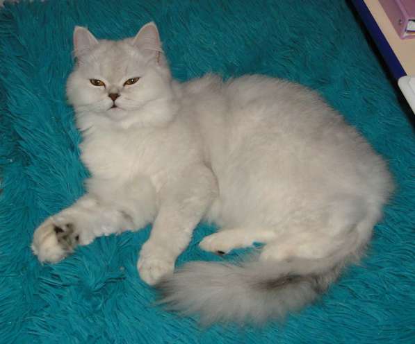 Добрый, нежный, ласковы, пушистый шотландский котик в Уфе фото 5
