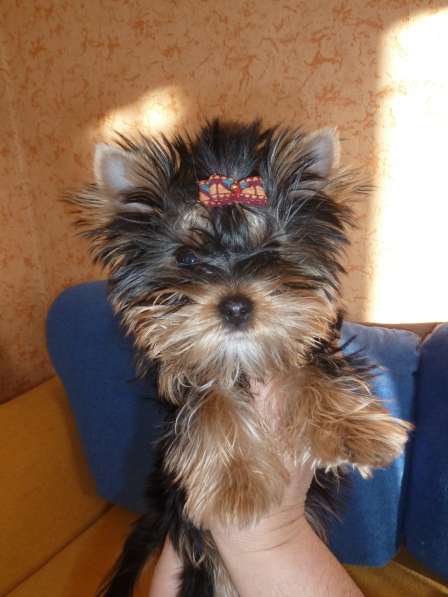 Элитные собачки в Балаково фото 22