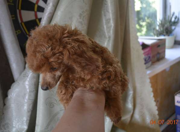 Той пудель абрикосового окраса в Славянске-на-Кубани фото 15