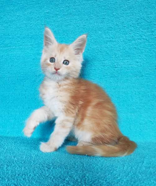 Котики мейн-кун из питомника в Владимире фото 15