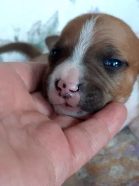 Милые мальчики и девочки Амстаффа резерв ркф в Москве фото 20