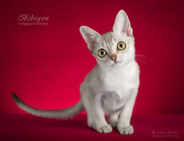 Котята породы Сингапура из питомника БИБИГОН в Москве фото 21