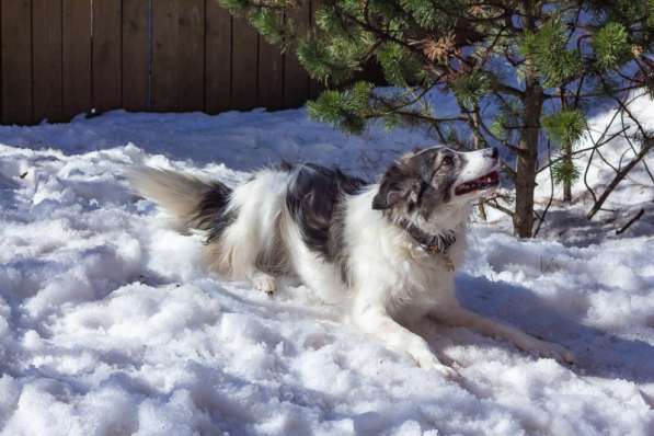 Очень ищет свою семью Ластик в Москве фото 15