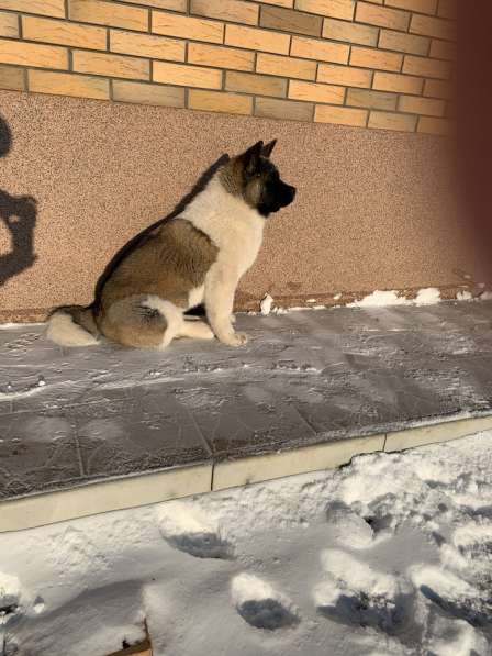 Акита в Ростове-на-Дону фото 57