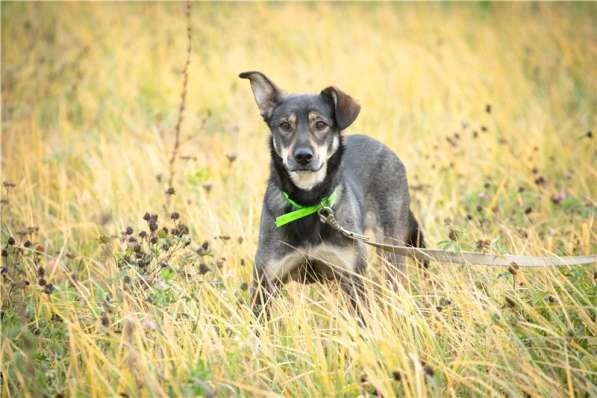 Грэй &ndash; веселый, активный парень ищет дом в Москве фото 6
