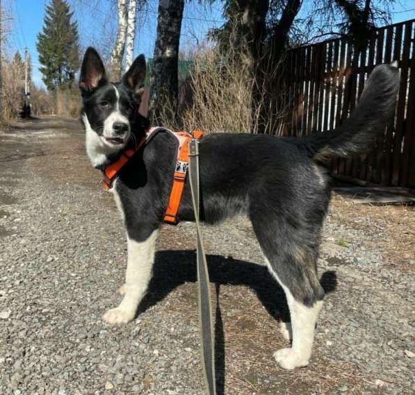 Молодая собака Бусинка в добрые руки в Москве фото 12