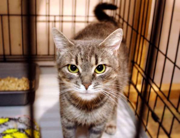 Добрая Камила в поисках дома