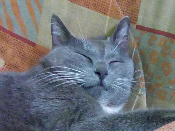Кошка русская голубая в дар! в Москве фото 3