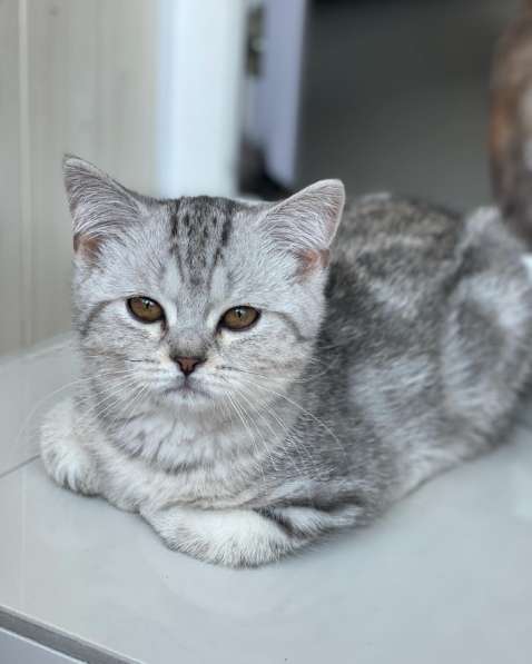 Шотландцы котята девочка в Иркутске фото 4