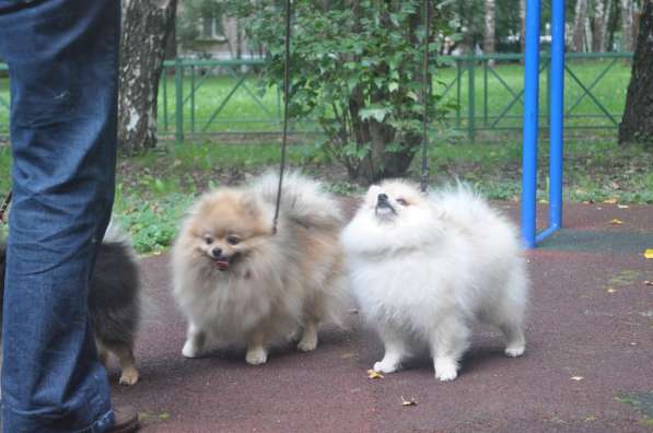 Себастьян Барон С Рублевки