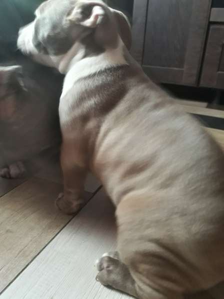 Американский булли в Воронеже фото 9