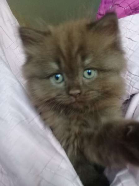 Шотландские котята в Санкт-Петербурге фото 20