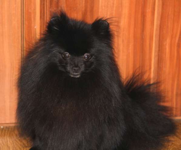 Щенки шпица в Раменское фото 39