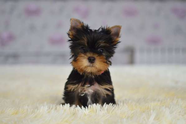 Щенки йоркширского терьера в Краснодаре фото 5