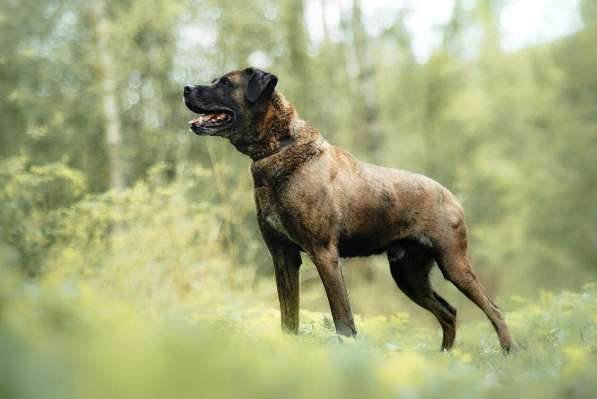 Умнейший пес, метис Боксера в Санкт-Петербурге фото 5
