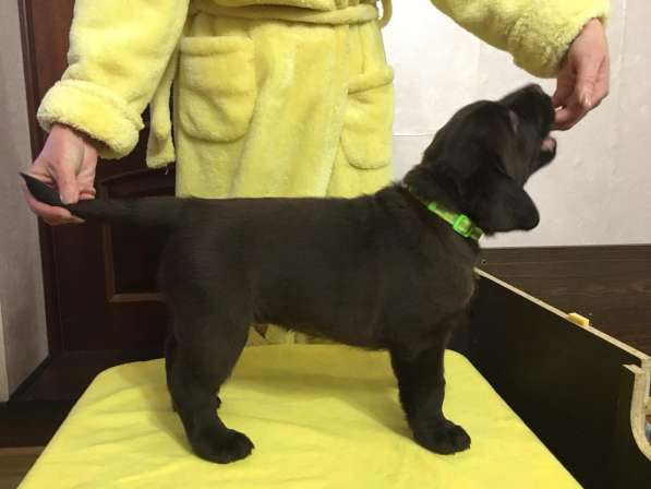 Шоколадные щенки Лабрадора ретривера в Москве фото 5