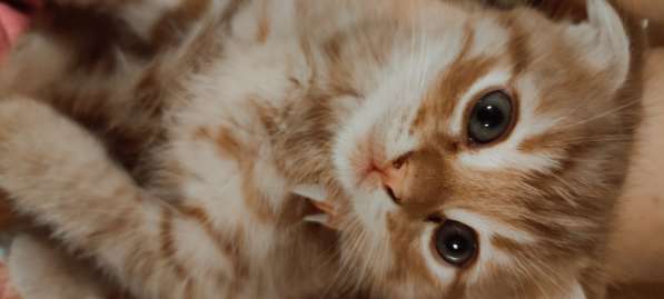 Pişik balası котенок британский britan в фото 3