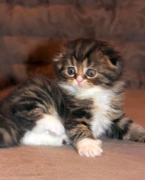 Шотландский вислоухий котёнок Нектар) в Екатеринбурге фото 12