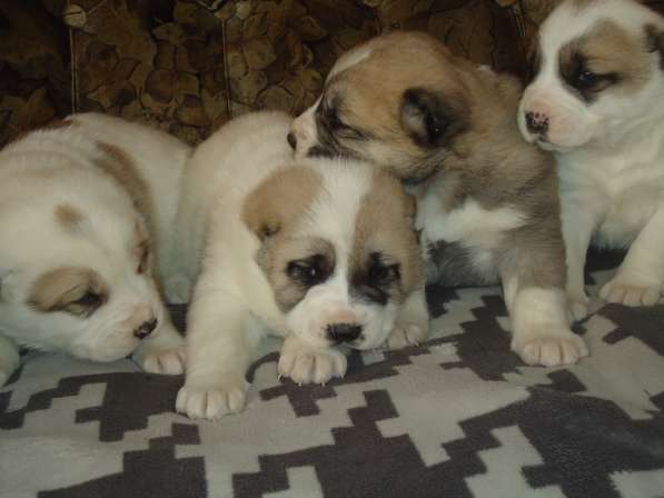 Щенки АЛАБАЯ в Барнауле фото 20