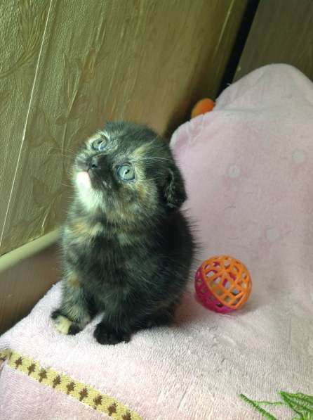 Котята британские и шотландские и подростки в Москве фото 10