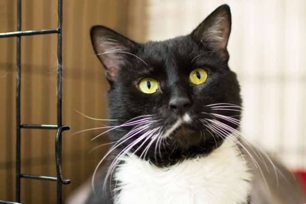 Обольстительный Лавр снова в поисках друга в Москве