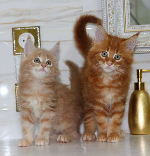 Рыжие Мейн куны в фото 11