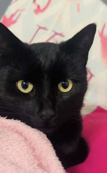 Красивая и спокойная кошка в Симферополе фото 6