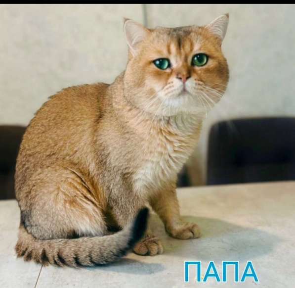 Котёнок золотая шиншилла в Калуге