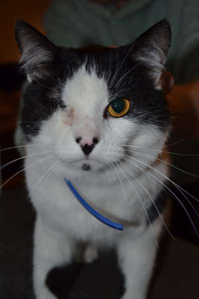 Бойкий мурлыка Анатолий ищет дом в фото 3