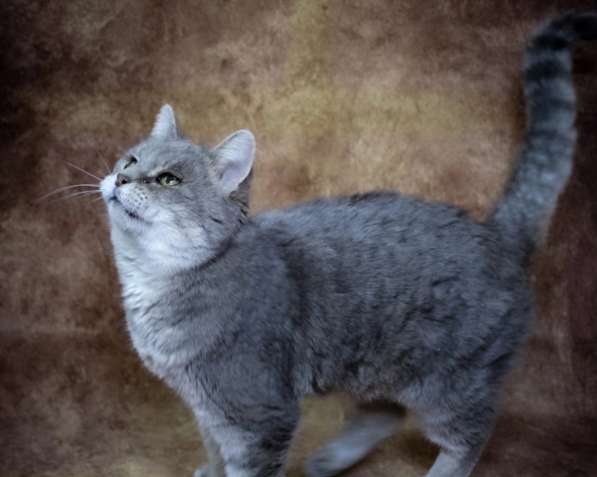 Кошка Сабрина даром в Москве фото 4