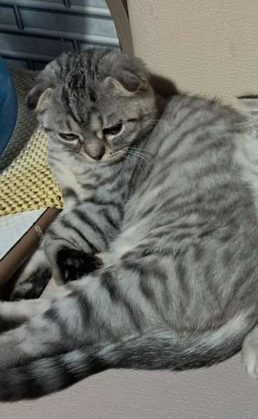 Продаются шотландские котята