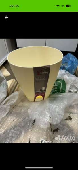 Аглонема демон в Оренбурге фото 3