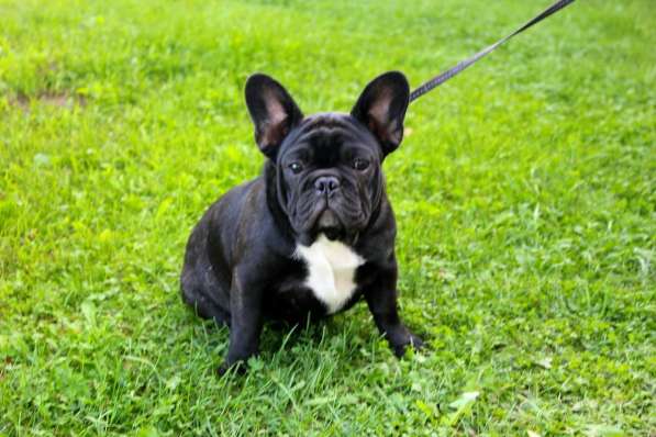 Подрощенные девочки (РКФ) в Москве фото 8