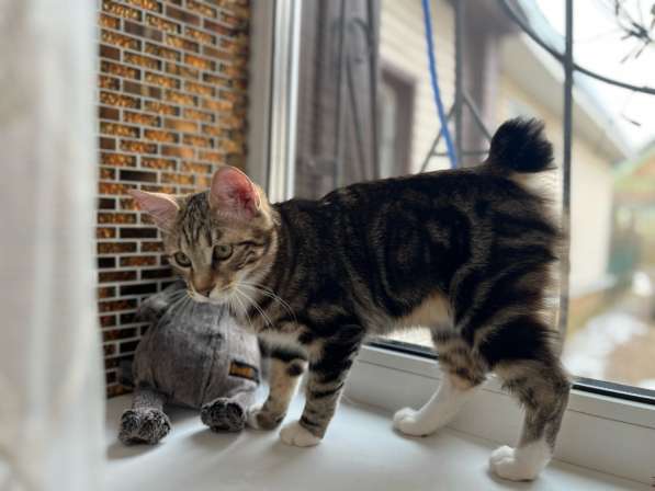 Курильский бобтейл