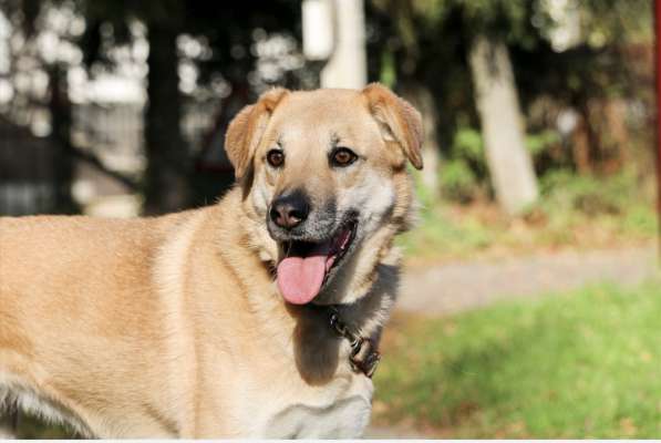 Чудесная Барабулька ищет дом и любящую семью!