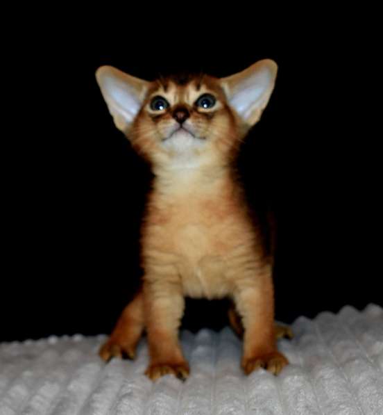 Абиссинские котята в Москве фото 6